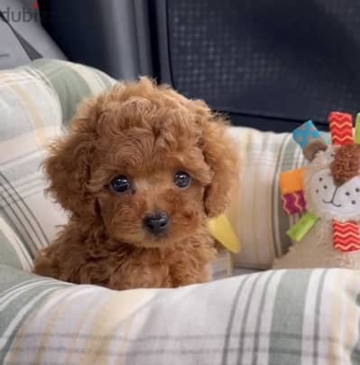 Toy Poodle Imported CUTENESS