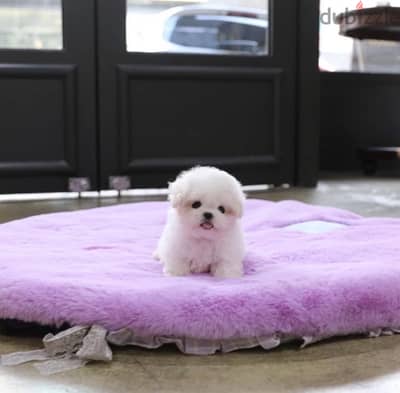 BICHON Maltese, MALTIPOO & more dogs available all size Special Offers