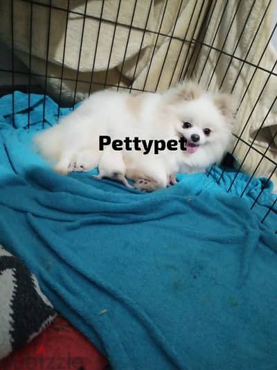 pomeranian puppies