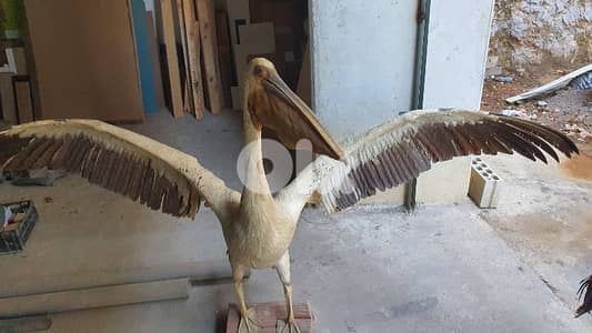 pelican