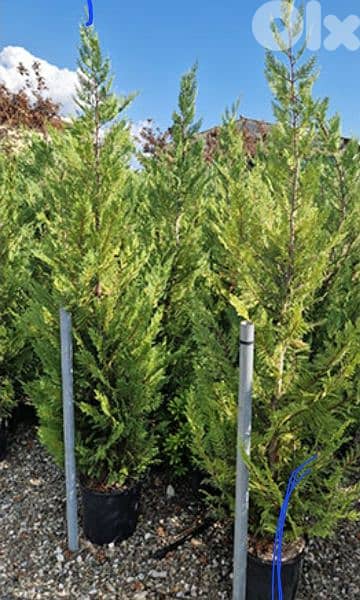 leylandii tree 3