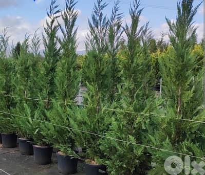 leylandii tree