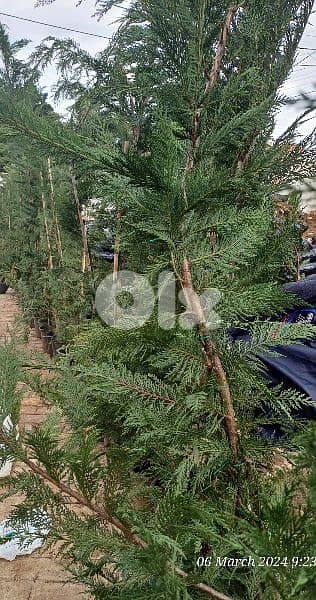 leylandii tree 1