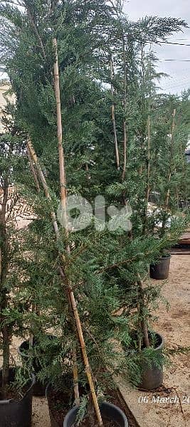 leylandii tree 2