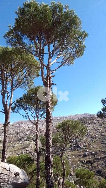 ارض للبيع في حاصبيا الكفير land for sale in hasbaya 2