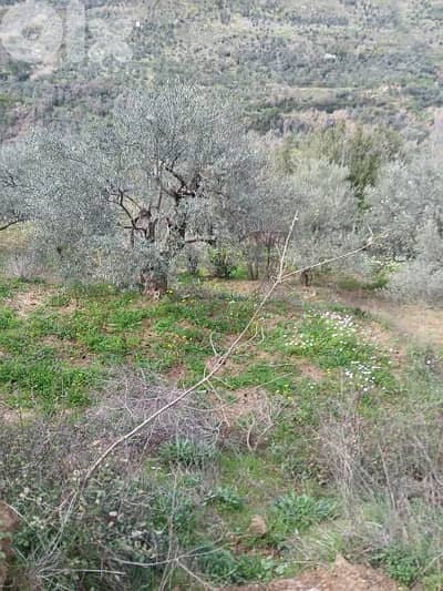 ارض للبيع في راشيا الوادي land for sale in rashaya