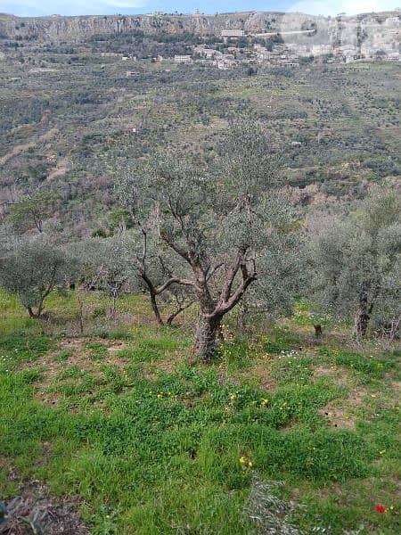 ارض للبيع في راشيا الوادي land for sale in rashaya 1