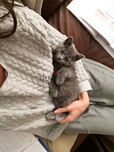 British Shorthair Grey Delivery Available