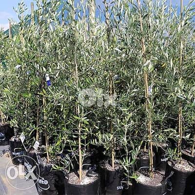 شجر زيتون إسباني أربيكانا arbequina olive trees