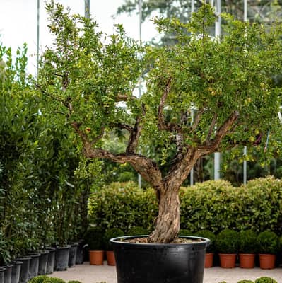 Italian Pomegranate Old Trees