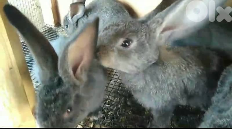ORGA RABBIT/lion head للبيع ارانب كاليفورنيا و راس الاسد 3