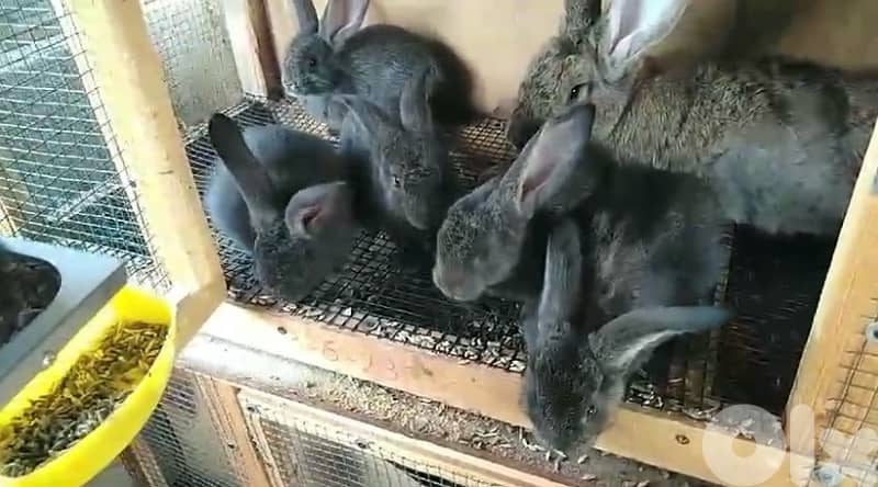 ORGA RABBIT/lion head للبيع ارانب كاليفورنيا و راس الاسد 4