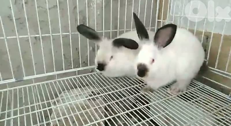 ORGA RABBIT/lion head للبيع ارانب كاليفورنيا و راس الاسد 5