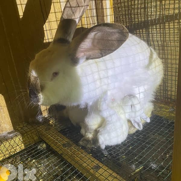 ORGA RABBIT/lion head للبيع ارانب كاليفورنيا و راس الاسد 6