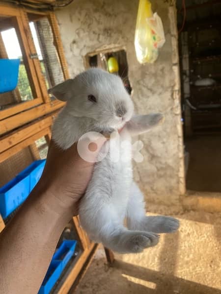 ORGA RABBIT/lion head للبيع ارانب كاليفورنيا و راس الاسد 7