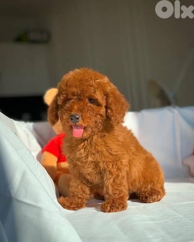 Miniature Poodle imported red brown dog delivery / كلب / كلاب