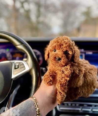 Red brown Toy Poodle puppy STAYS SMALL Delivery available Dog كلاب