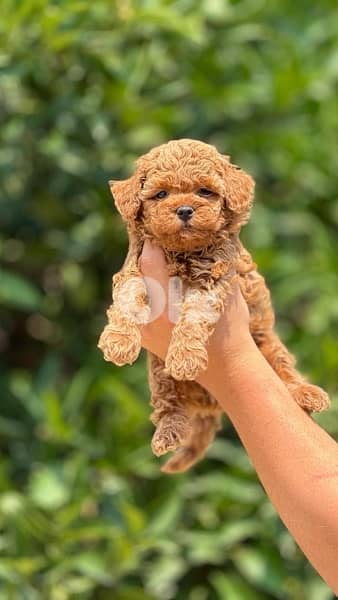 Imported brown Toy Poodle puppy STAYS SMALL Delivery Dog كلاب