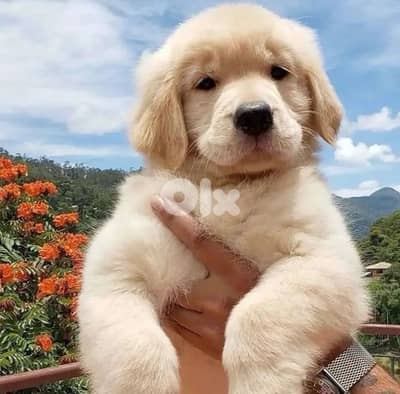 Adorable Golden retriever PURE puppy available!! Dog/ Delivery/ كلب