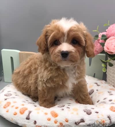 Maltipoo Bicolor Puppy Pure Breed Available / Delivery / dog كلاب