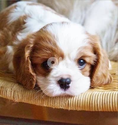 Adorable Cavalier King Charles puppies / dog كلب