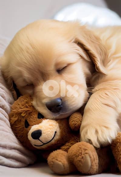Hurry up! Golden Retriever puppy available!! Dog/Delivery/كلب