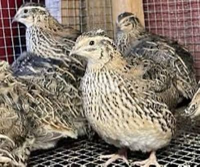 طيور فرّي ابو جامبو للبيع بسعر الجملة