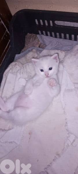 1 mix shirazer male kitten medium hair 50 days