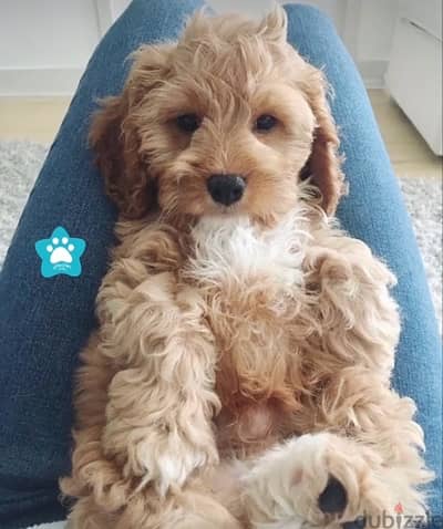Beautiful Mini Goldendoodle imported pure breed puppy / dog / كلاب