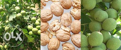 American chandler walnut (Spanish origin) جوز شاندلر إنتاج إسباني