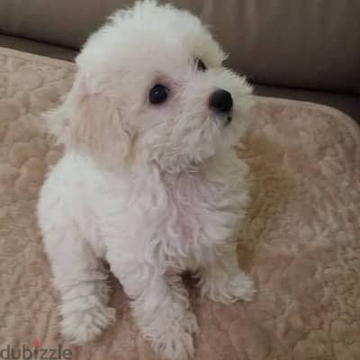 Bichon puppy