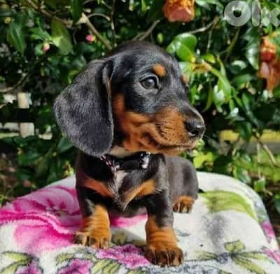Dachshund Puppies Imported / available in store/ delivery/ dog كلاب