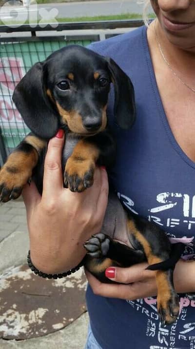 Dachshund Black and Tan Puppies DELIVERY/ Available in Shop/Dog / كلاب