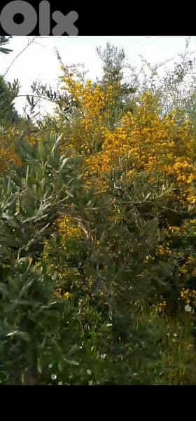 land for sale in hsaret jbeil. ارض للبيع في حصارات جبيل 3