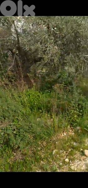 land for sale in hsaret jbeil. ارض للبيع في حصارات جبيل 5