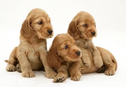Cocker Spaniel Puppy imported / available in store / Delivery كلاب Dog