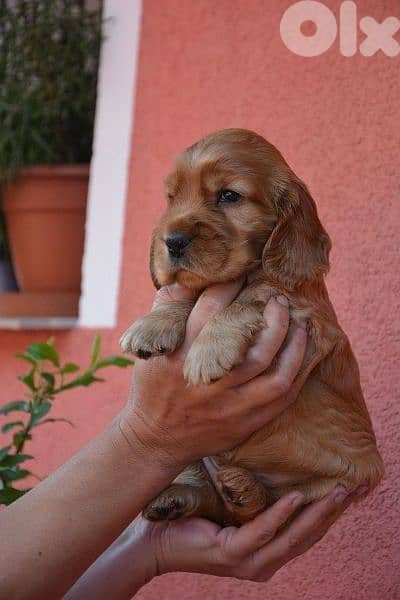Cocker Spaniel puppies/ dog/كلاب/delivery