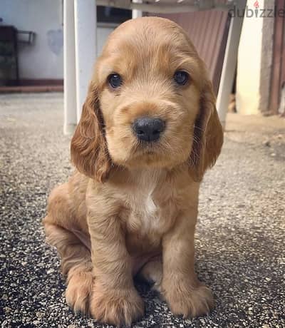 Cocker Spaniel Puppies/ Available in Shop/ Delivery- Dog / كلاب