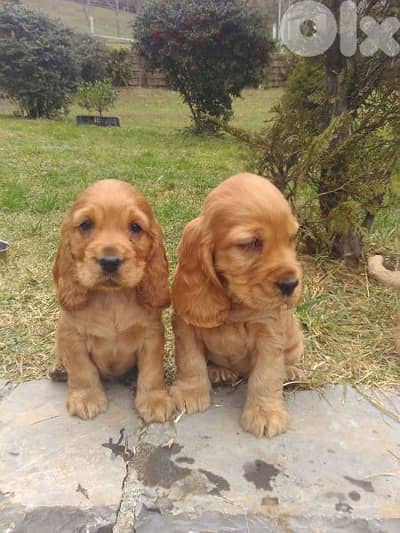 Cocker Spaniel Puppies/Delivery/dog كلاب