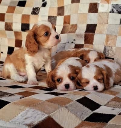 Cavalier King Charles Spaniel puppy dog Delivery available كلاب
