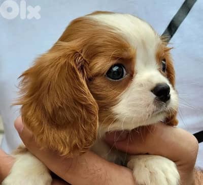 Cavalier King Charles puppy pure breed imported DELIVERY dog كلاب