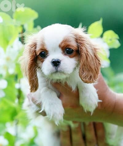 Cavalier King Charles puppy AVAILABLE imported DELIVERY dog كلاب