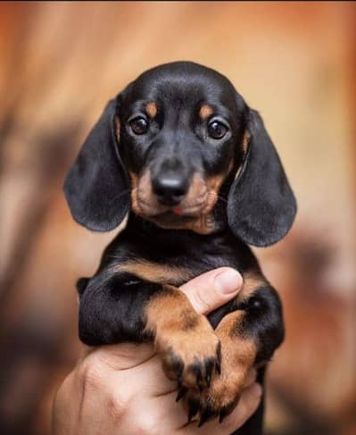 Dachshunds puppies/Imported/High quality/dog/كلاب/Delivery