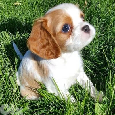 Cavalier King Charles puppy imported Dog Delivery كلاب