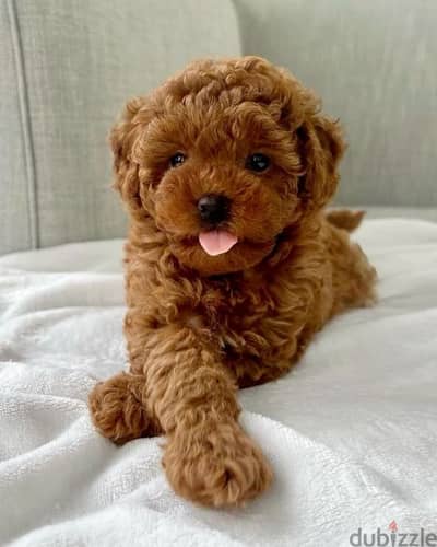 Poodle Puppies Available/Imported/dog/كلاب/High quality