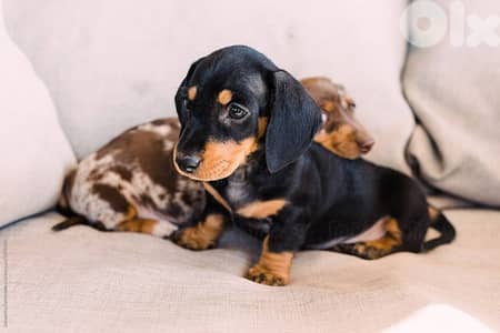 Pure Dachshund Black and Tan Puppies / imported dog كلاب available