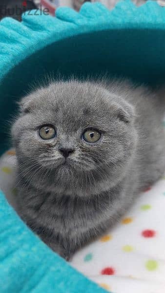 Scottish fold kitten/cat /قطط/Available/Delivery