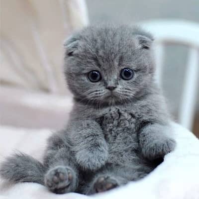 High quality breed Scottish Fold grey kitten! قطط هر