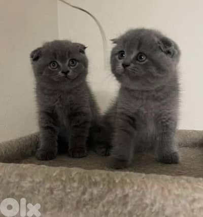 Available now!! High quality breed Scottish Fold grey kitten! قطط هر