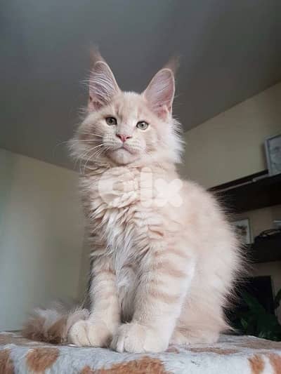 Mainecoon Cream Imported